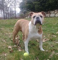 Olde English Bulldogge - Wikipedia