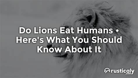 Do Lions Eat Humans | The Most Comprehensive Answer