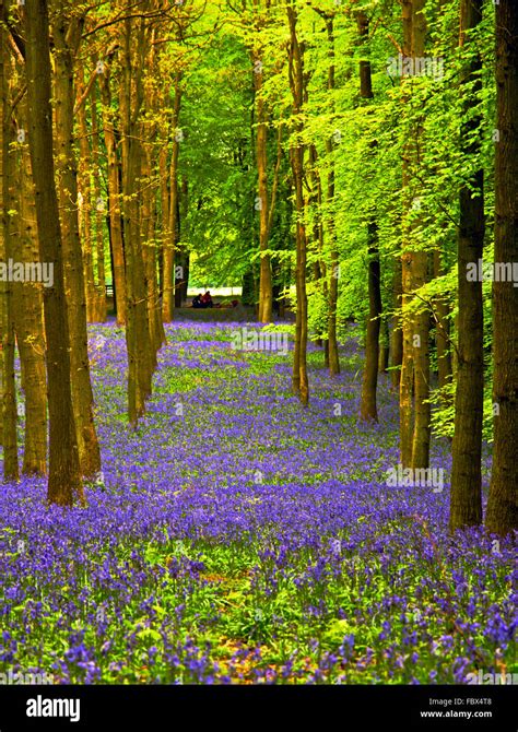 Bluebells on the Ashridge Estate Stock Photo - Alamy