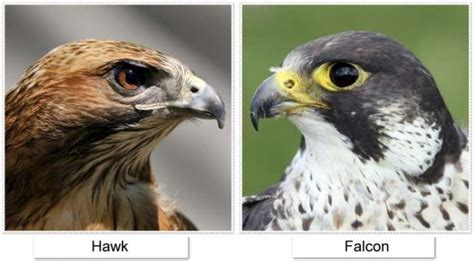 🥇 Difference Between Falcon And Hawk【 2021 】Identification