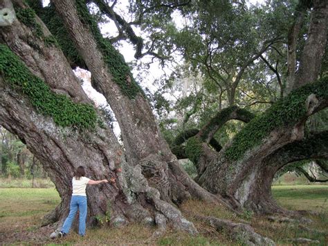 How to Measure a Live Oak’s Girth | 100 Oaks Project