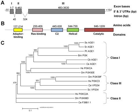 (A) Intron-exon structure of the Ss-age-1 unspliced mRNA sequence. Grey... | Download Scientific ...