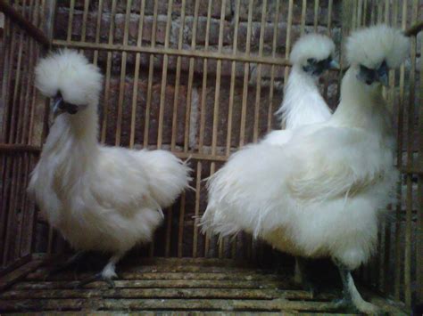 081390418867 // TOKO JUAL AYAM HIAS // 089637822311: ayam hias silky ...