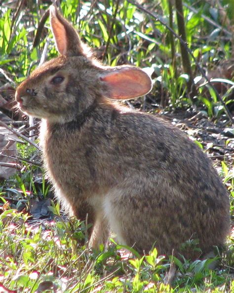 backlit Swamp Rabbit? | Flickr - Photo Sharing!