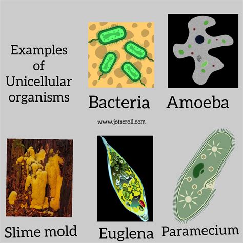 Single celled organism in microbiology examples and definition