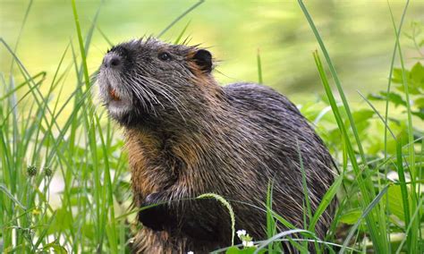 Discover The 4 Most Dangerous Animals Swimming In North Carolina's Lakes And Rivers - A-Z Animals