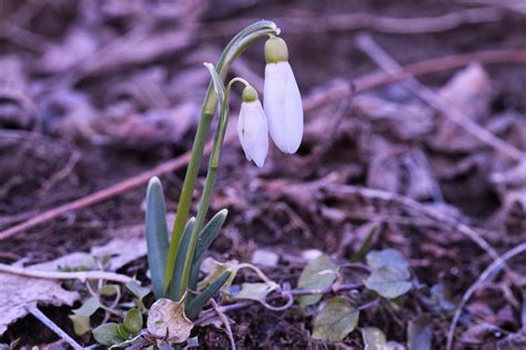 Snowdrop Flowers Plant - Free photo on Pixabay - Pixabay