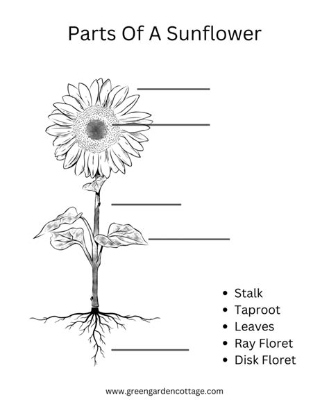 Sunflower Parts And Functions