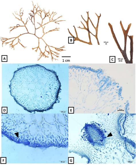 Gracilaria edulis from Ko Samui, Suratthani (A) Fertile thallus (B ...