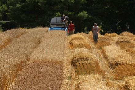 2012 Organic Winter Wheat Variety Trial - Maine & Vermont - Cooperative ...