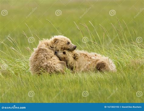 Two Coastal Brown Bear Cubs Cuddling Stock Image - Image of bear, cubs: 167302193