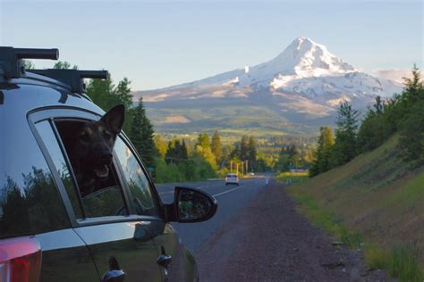 My pup on a road trip with Mt. Hood in the background : r/pics