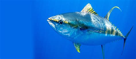 The Yellowfin Tuna | Critter Science