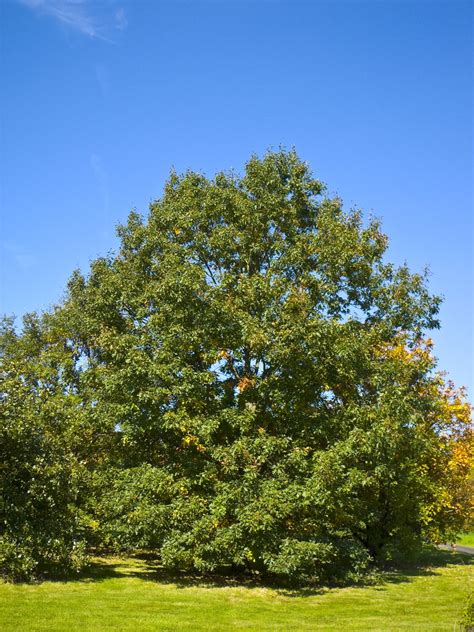 Black Oak, a Top 100 Common Tree in North America