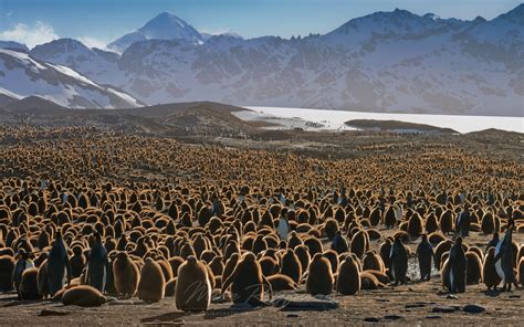 King Penguin (Aptenodytes patagonicus) Creche. Saint Andrews Bay, South ...