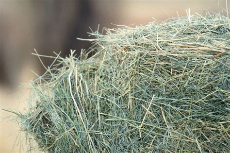 Hay Bale Facts and Figures (Sizes, Types, Costs) - Horse Rookie