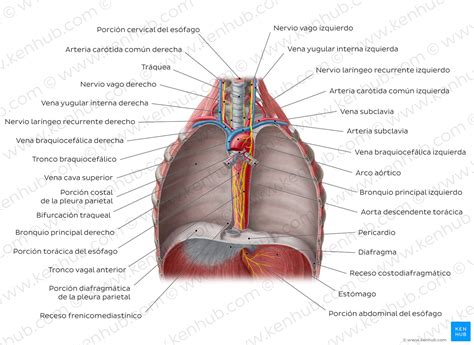 Tórax: Anatomía, caja torácica, cavidad, órganos, nervios | Kenhub