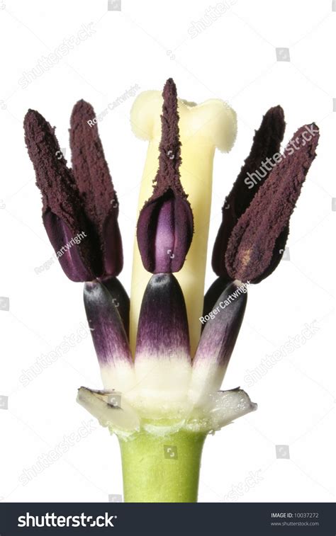 Macro Shot Of The Stamen And Carpel Of A Tulip Stock Photo 10037272 ...