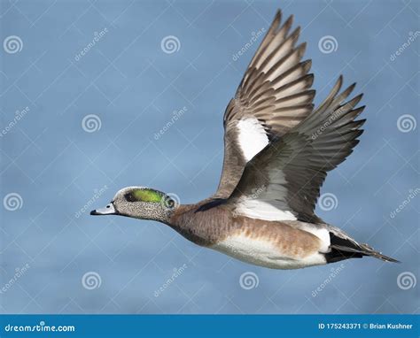 A Male American Wigeon in Flight Stock Image - Image of americana ...