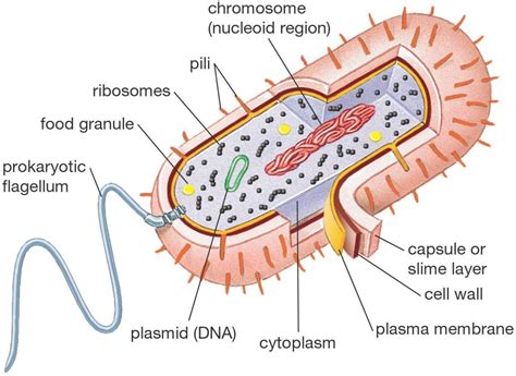 Biology 101 prokaryotic vs eukaryotic cells – Artofit