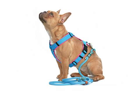 How To Choose The Right Dog Leash | Spot and Tango