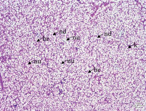 Effects of fish meal substituted with the Tubiechong by-product on... | Download Scientific Diagram