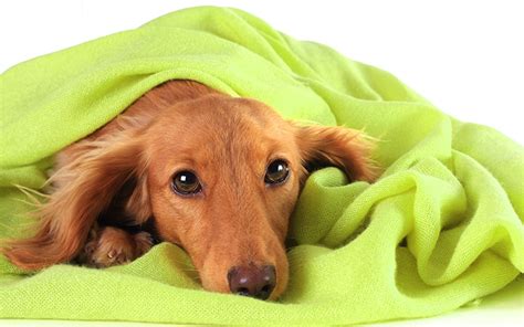 Best Dog Blankets - Reviews and tips for making the right choice