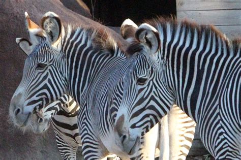 Researchers say zebra stripes aren't for camouflage - UPI.com