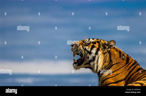 Tiger Roar Stock Photo, Royalty Free Image: 117264401 - Alamy