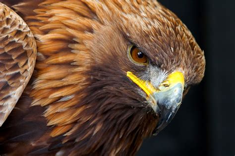 Golden Eagle Wallpaper (61+ images)