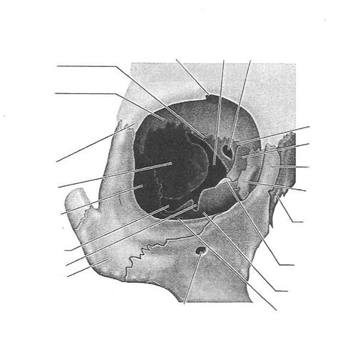 Bones that Form the Orbit Diagram | Quizlet