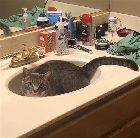 Does anyone else’s kitty get in your sink like this?? I’m gana call it burling (bowl curling ...