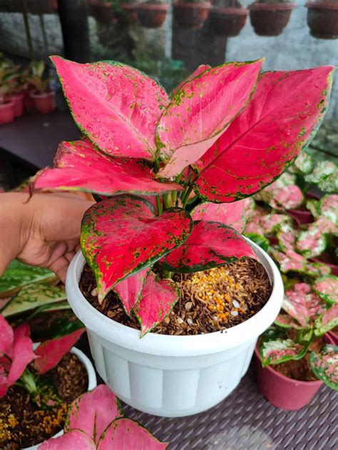 How to Care for Red Aglaonema?