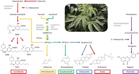 Biosynthesis pathways of cannabinoid, terpenoids, sterols, and ...