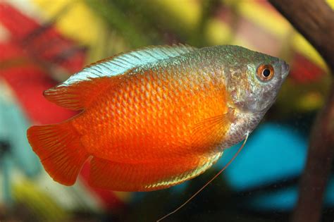 Aquarium Libraries - Flame Dwarf Gourami