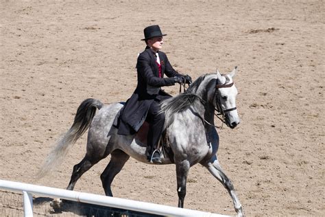 horse-competition-at-state-fair | dav.d photography