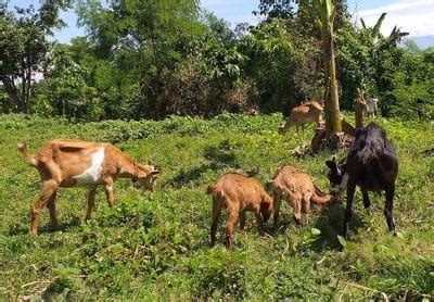 Goat Farming In The Philippines