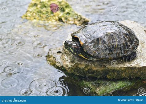 Tortoise in rain stock image. Image of pond, rain, turtle - 72601699