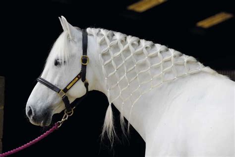 Fun plaiting | Plaiting long manes | Pony Magazine