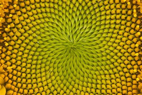 Sunflower | 21 Unbelievable Photos Of Symmetry In Nature Patterns In Nature, Textures Patterns ...