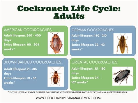 German Cockroach Life Cycle