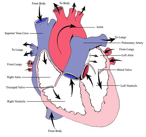 FIREFIGHTER/PARAMEDIC STORIES: Heart Rhythms Part 1: Basic Heart Anatomy