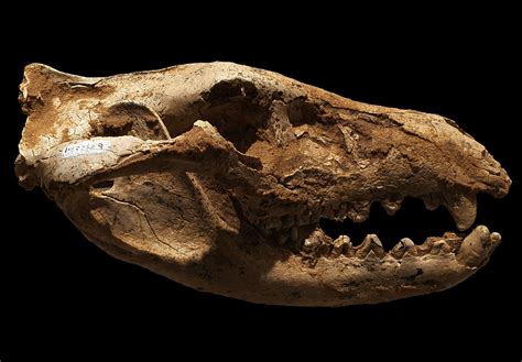 Skull of a Thylacine (Thylacinus cynocephalus), also calle… | Flickr