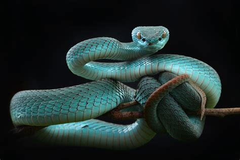 Download Pit Viper Snake Reptile Animal Viper HD Wallpaper