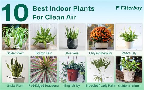 10 Best Air Purifying Plants | FilterBuy