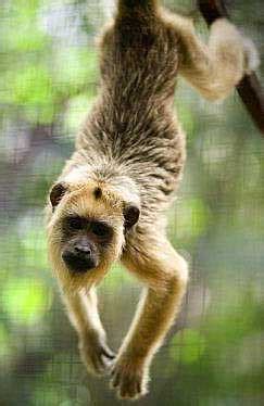 Howler Monkeys - Jungle Noisemakers - World's Loudest Animal? | Animal Pictures and Facts ...