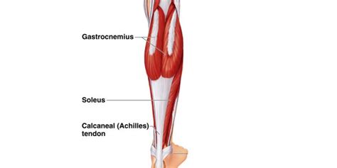 Calf Strains and Runners: Why You Get Them and a 3 Week Plan to Treat ...