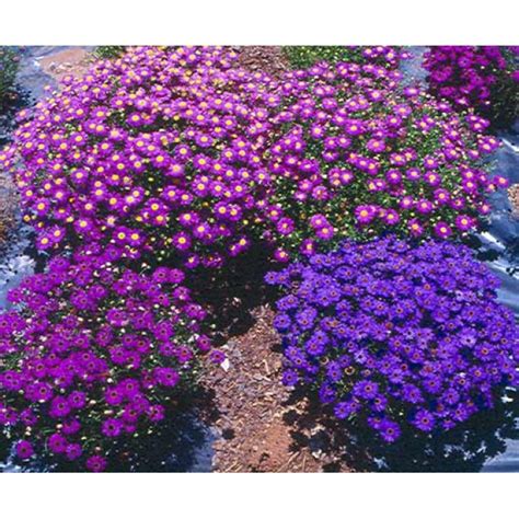 Brachyscome Iberidifolia Mixed - 2500 Seeds - Swan River Daisy ...