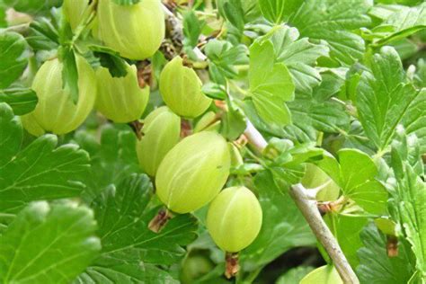 Types of gooseberries – Healthy Food Near Me