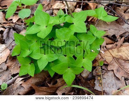 Three Lobed Leaves Image & Photo (Free Trial) | Bigstock